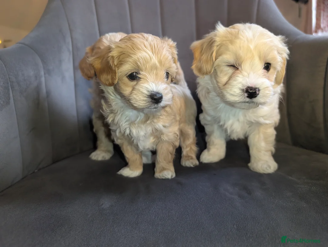 Maltipoo dogs for sale: Maltipoo puppies - Advert 15