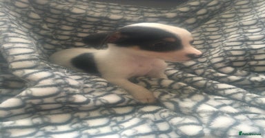 Jack Russell dogs - Advert 6