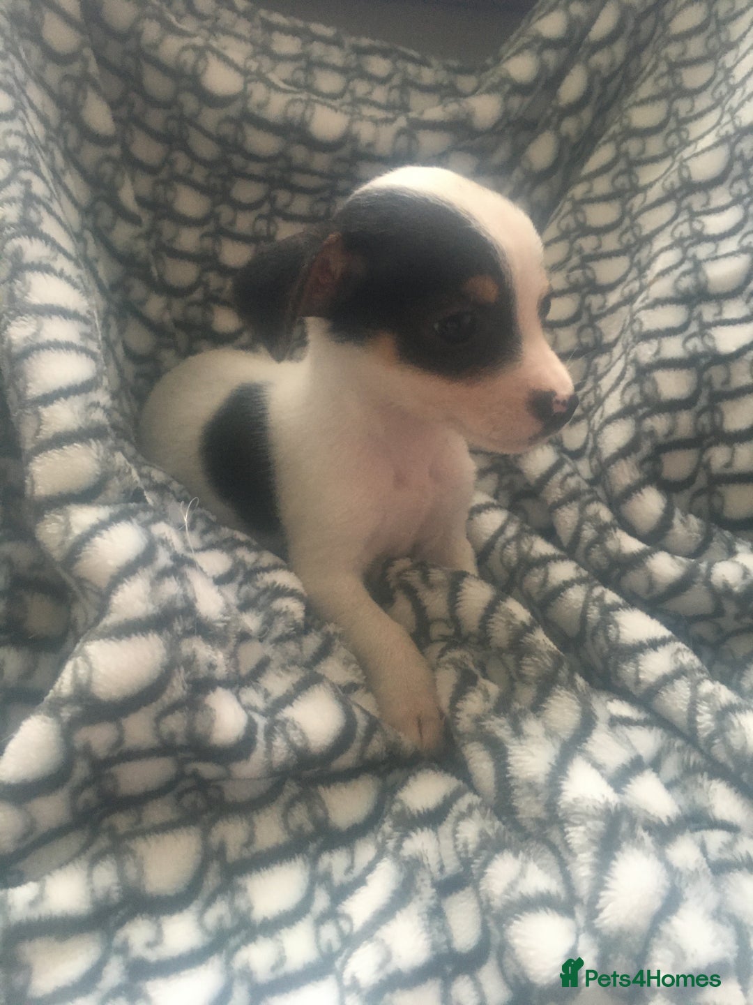 Jack Russell dogs for sale: Jack russell - Image 3