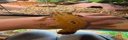 Leopard Gecko reptiles for sale: Breeding leopard gecko pair  - Advert 9