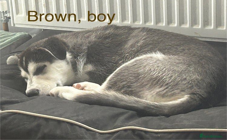 Siberian Husky dogs - Advert 1