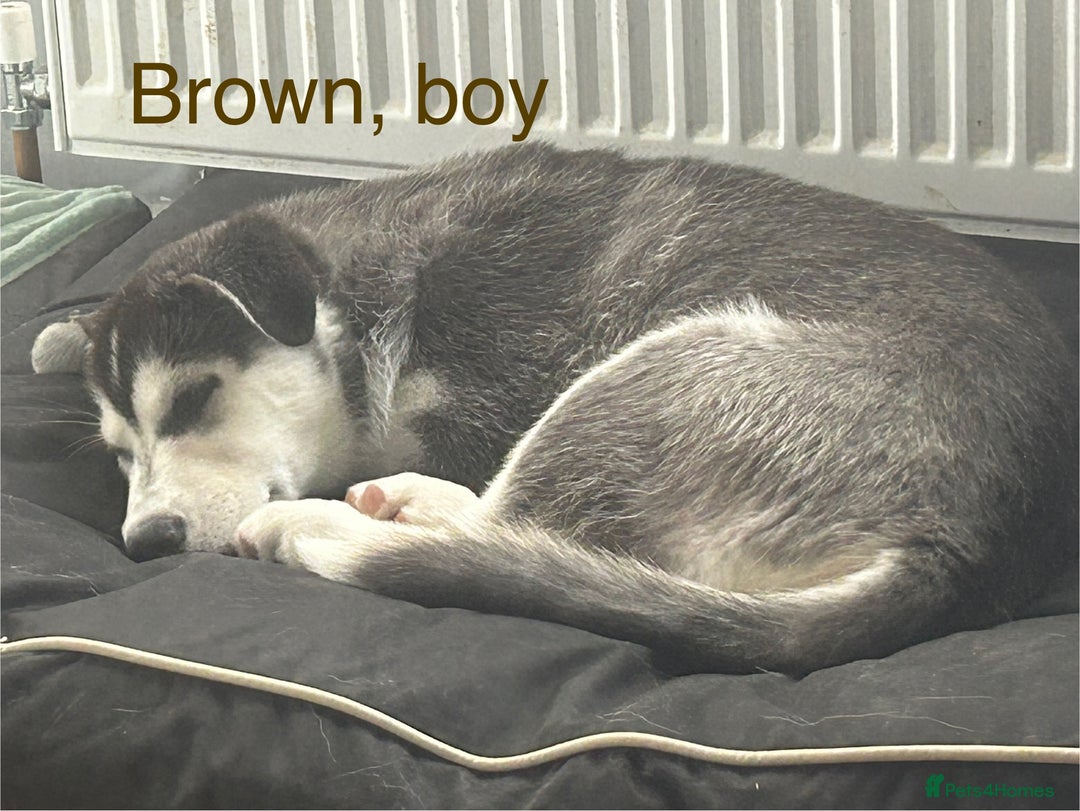 Siberian Husky dogs for sale: Husky pups 1 beautiful girl & 1 handsome boy left. - Image 1