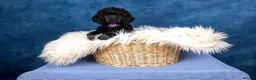 Standard Poodle dogs for sale: Showbred Standard Poodle Puppies - Advert 7