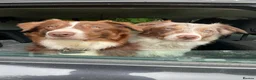 Border Collie dogs for sale: ISDS/KC Border Collie puppies for sale  in Saint Austell - Advert 4