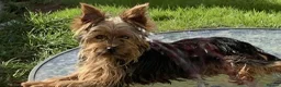 Yorkshire Terrier dogs for sale: Gorgeous Yorkshire terriers for sale*one boy left* - Advert 12