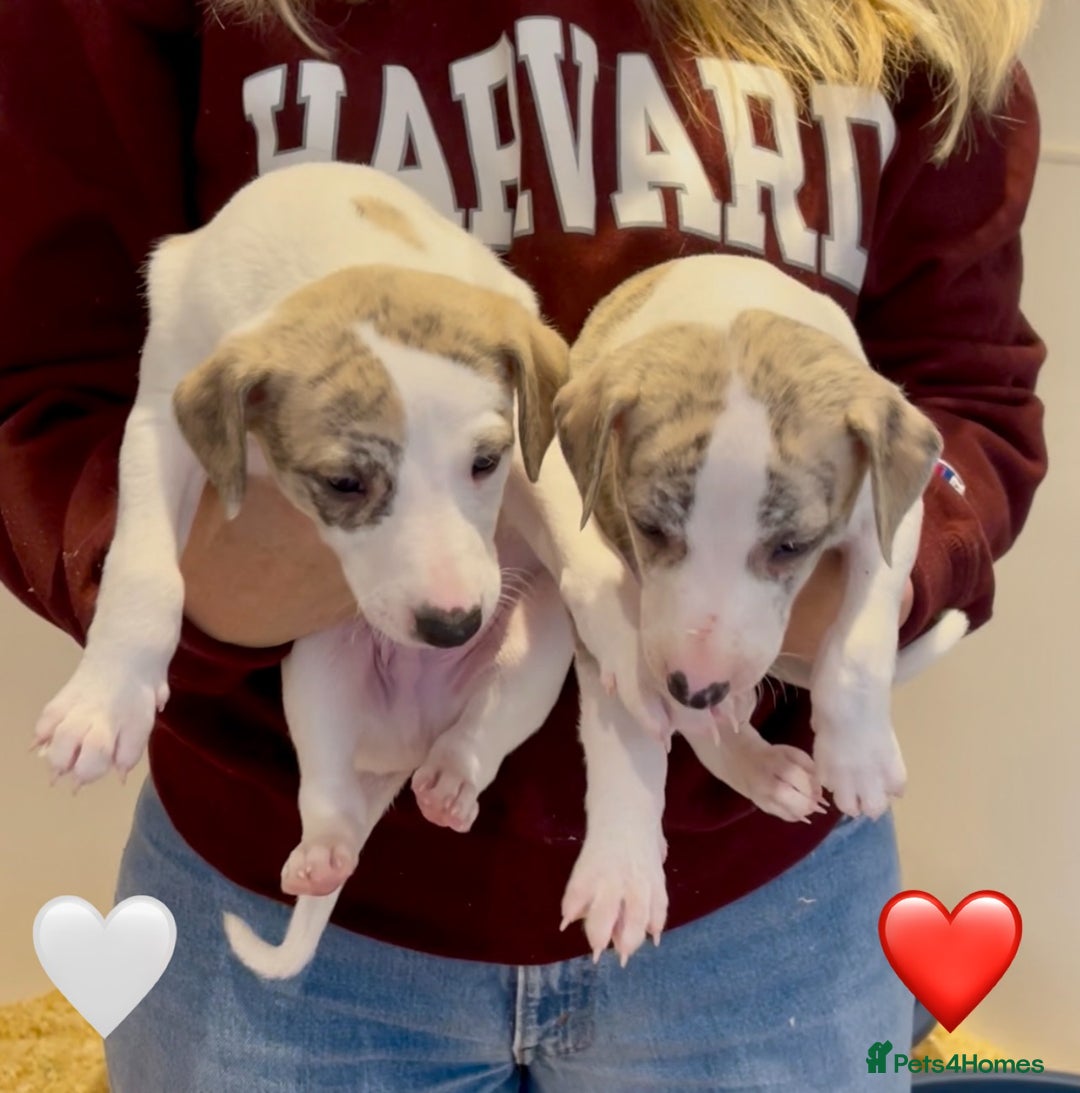 Whippet dogs for sale: AVAILABLE Kc reg healthy, sweet, gentle whippets - Advert 22