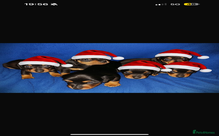 Dachshund dogs 8 dachshund puppies for sale 5 girls 3 boys  - Advert 15