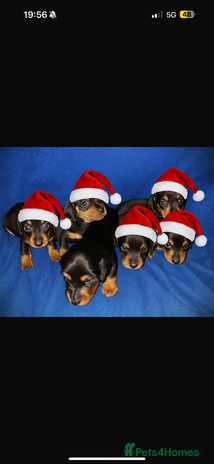 Dachshund dogs 8 dachshund puppies for sale 5 girls 3 boys - Advert 15
