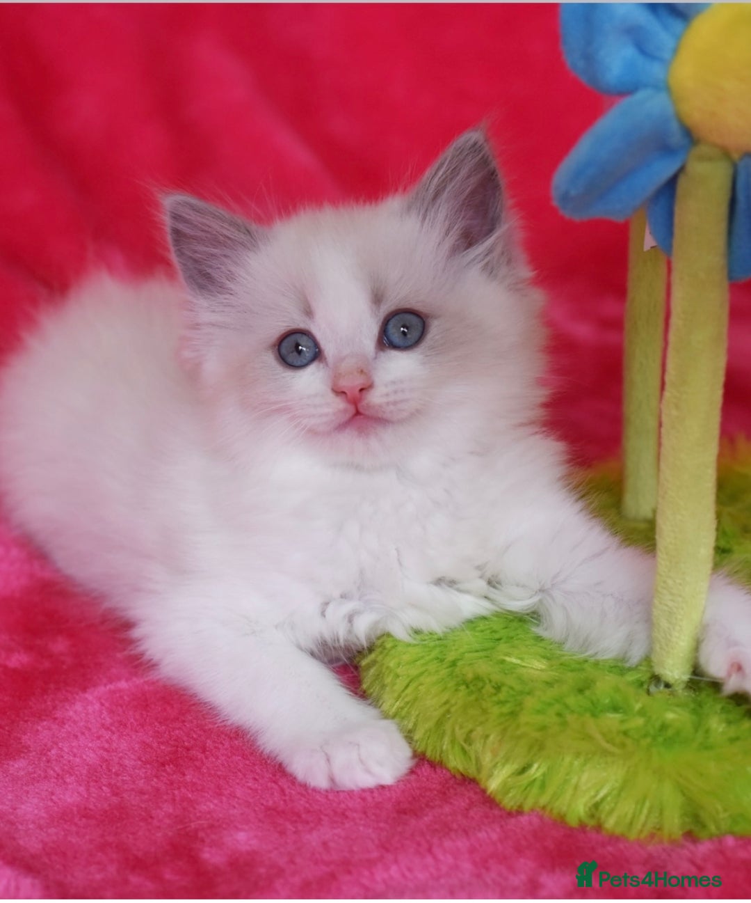 Ragdoll cats for stud: TICA registered blue point stud ragdoll  in Bristol - Advert 7