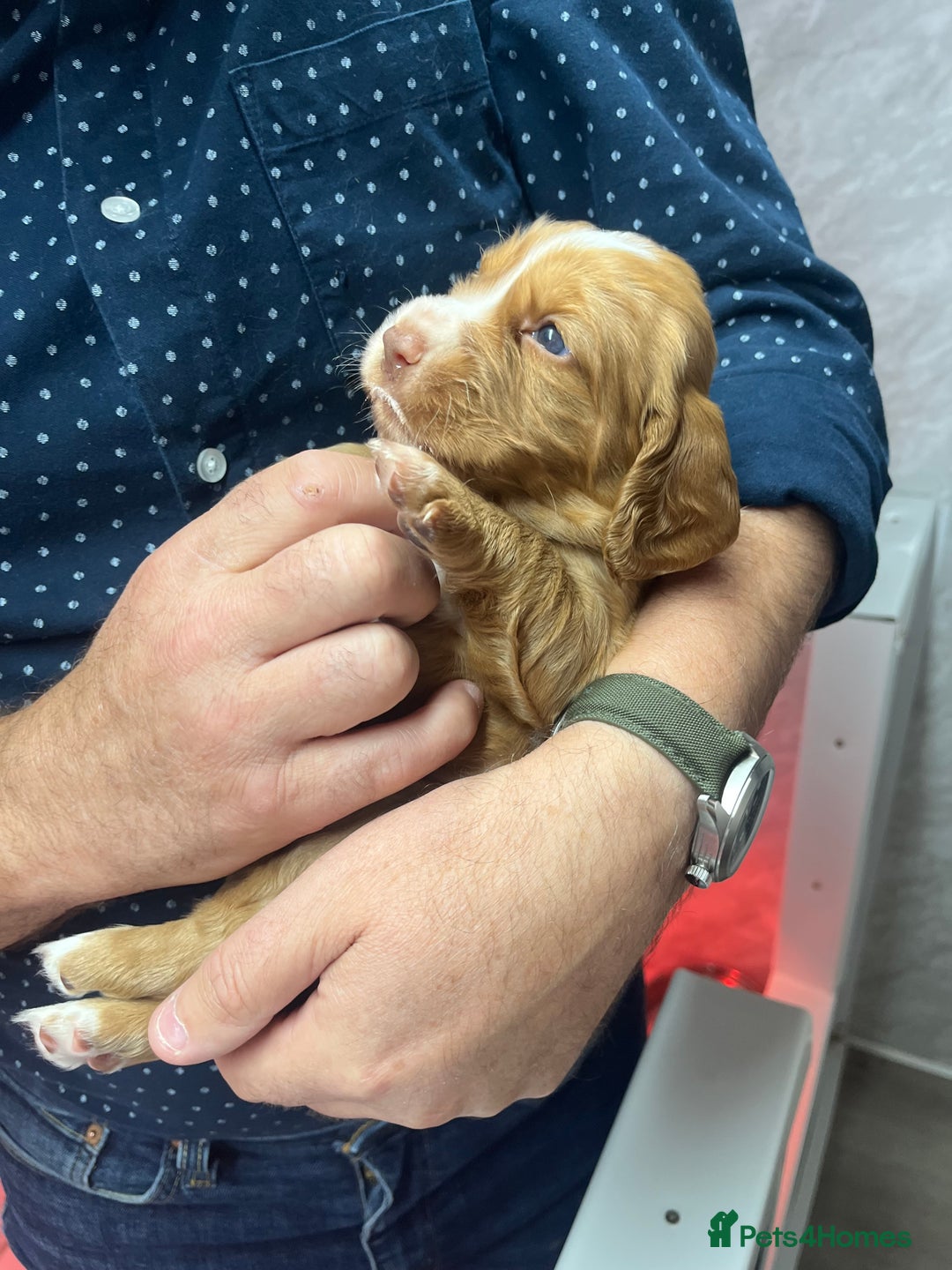 Cocker Spaniel dogs for sale: Working cocker spaniels  - Image 4