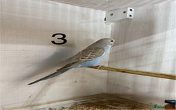 Budgerigars birds for sale: 2025 Pet/Colour budgies looking for new homes - Image 3