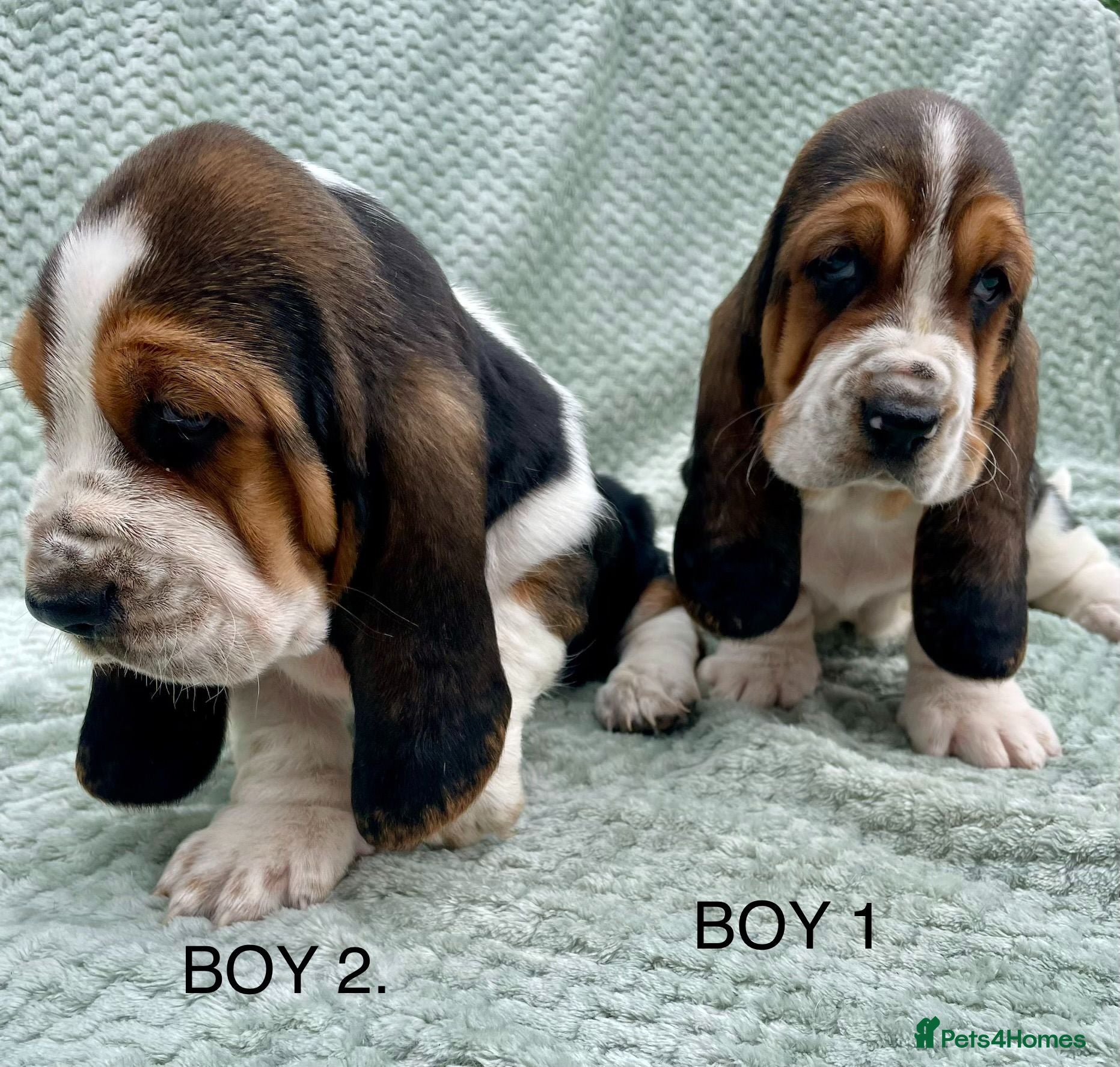 Basset Hound dogs Beautiful Basset Hound Puppies - Advert 2