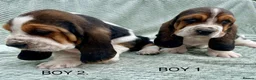 Basset Hound dogs for sale: Beautiful Basset Hound Puppies in Brecon - Advert 1