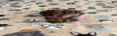 Miniature Dachshund 2