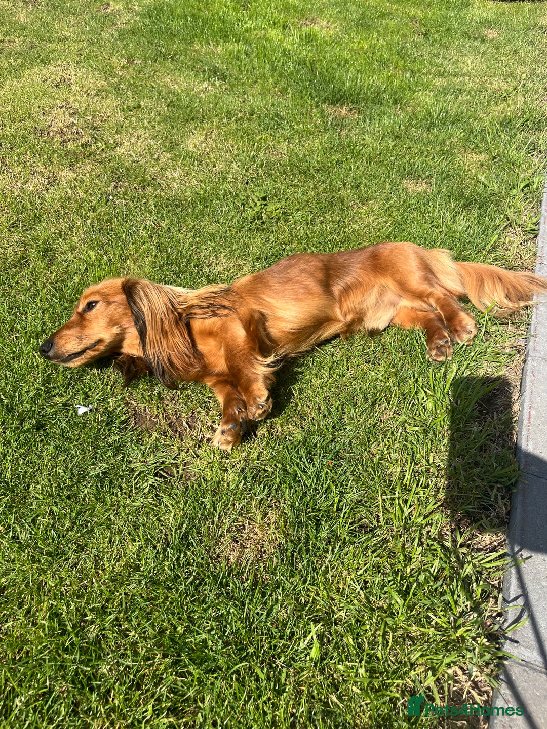 Miniature Dachshund dogs for stud: Miniature long haired dachshund boy  - Advert 6