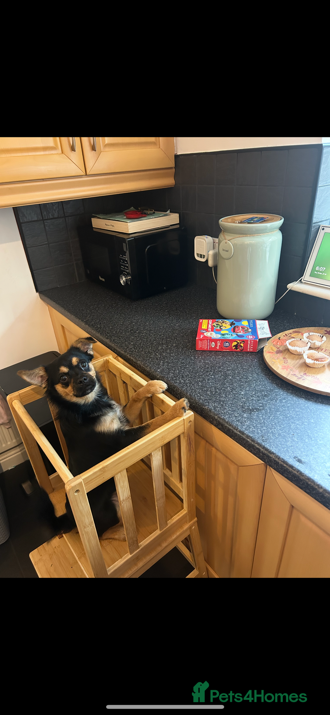 Mixed Breed dogs for sale: Juno  - Advert 3