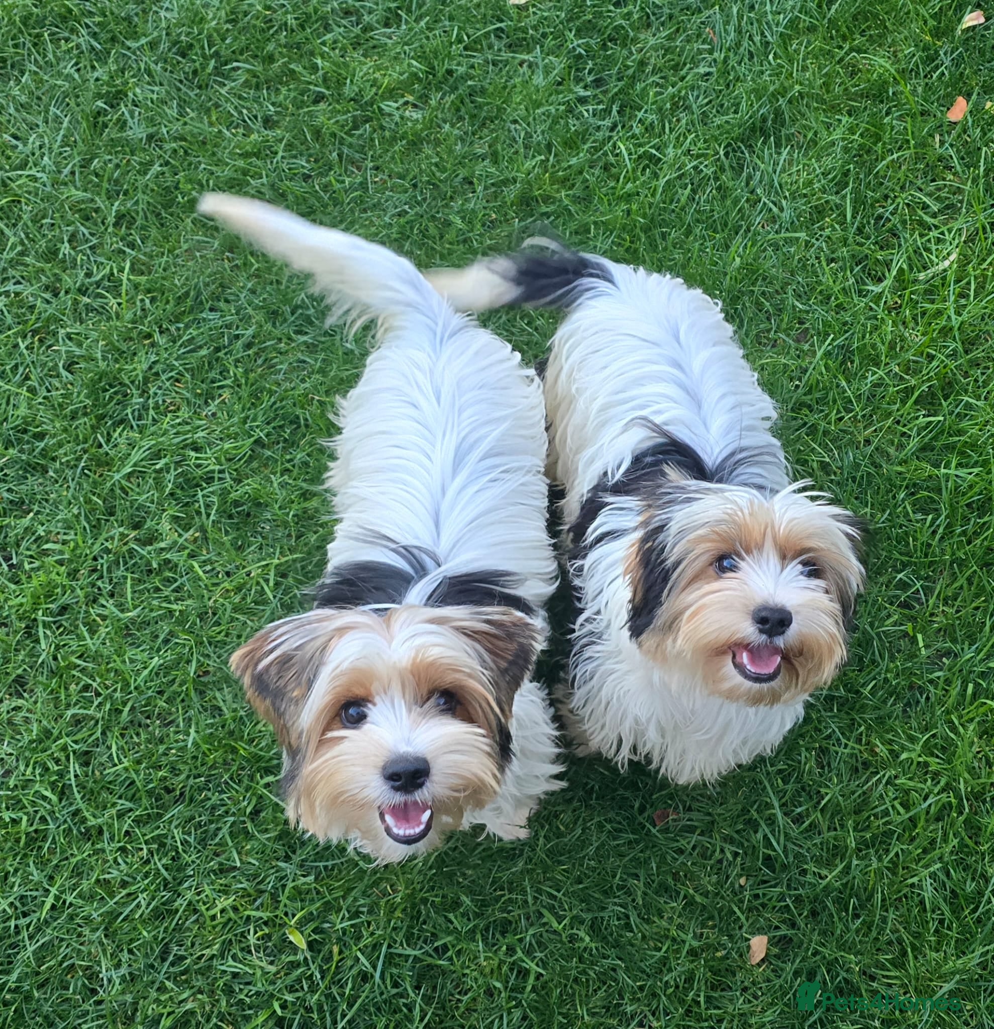 Biewer Terrier dogs BIEWER TERRIER - 2 BOYS - Advert 1