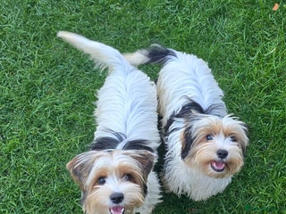 Biewer Terrier dogs - Advert 2