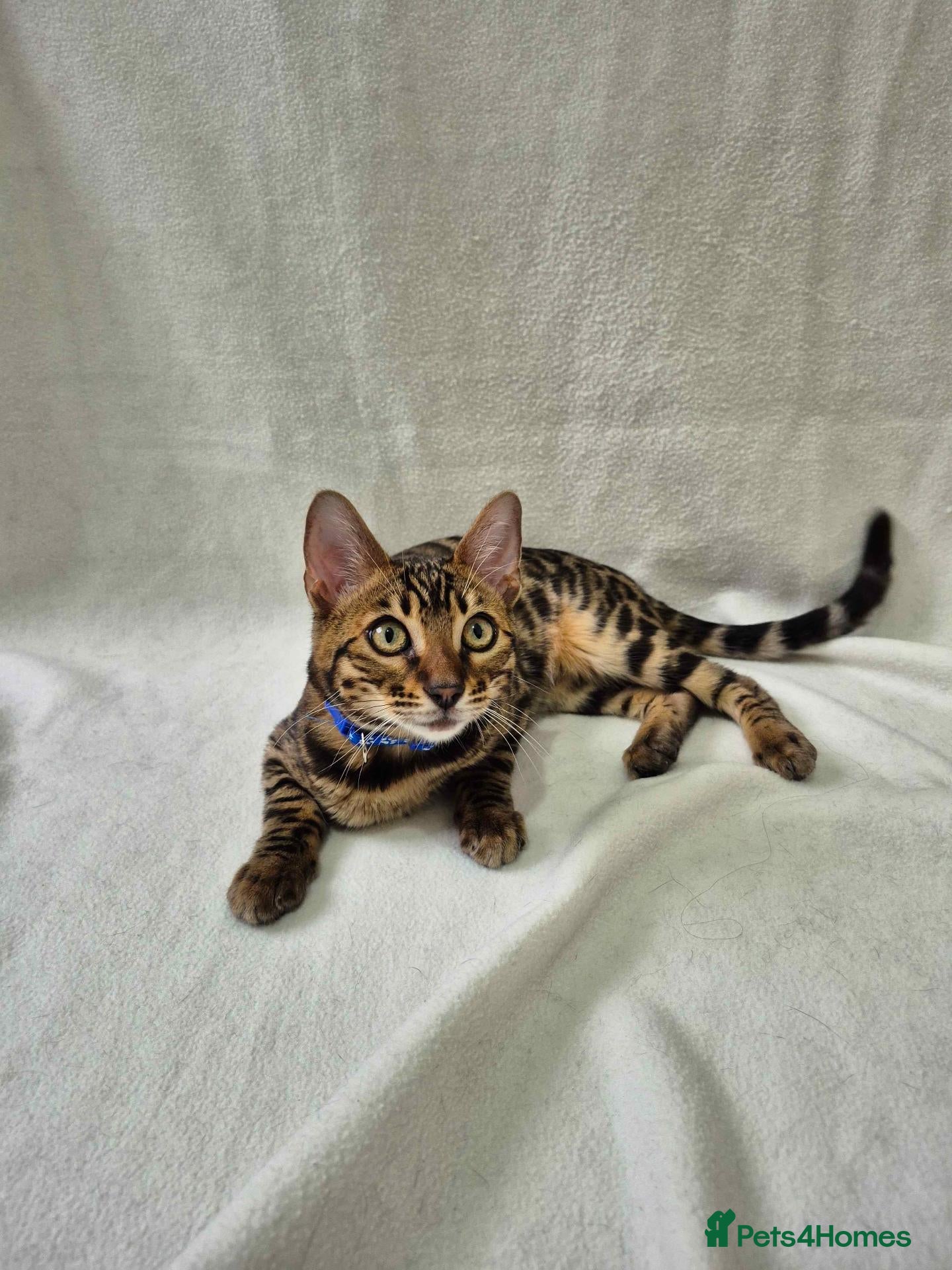 Bengal cats ONE LEFT! TICA REG glitter cuddly boy, 5 months! - Advert 5