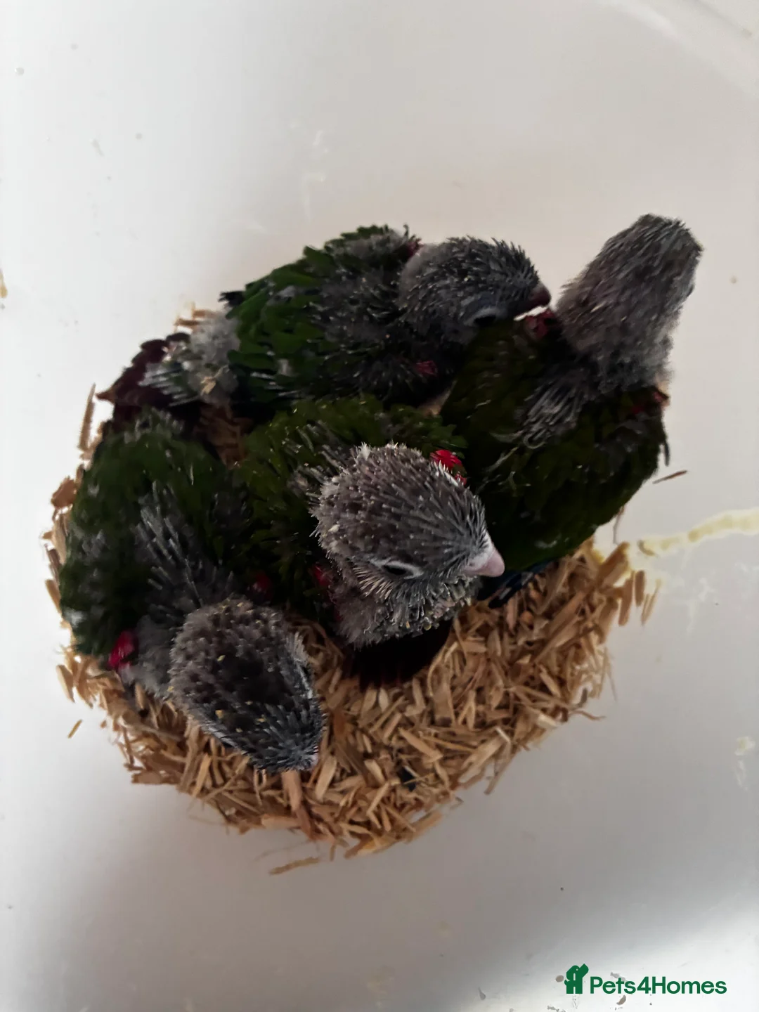 Conures birds for sale: Hand reared silly tame conures!  - Advert 6