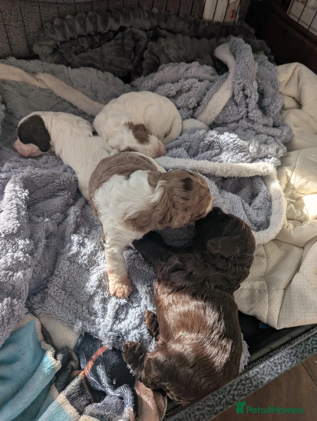 Cockapoo dogs for sale: Cockapoo puppies  in Bolton - Advert 2