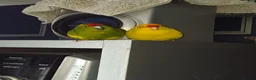 Parakeets birds for sale: 3 Kakarki parrots  in Durham - Advert 20