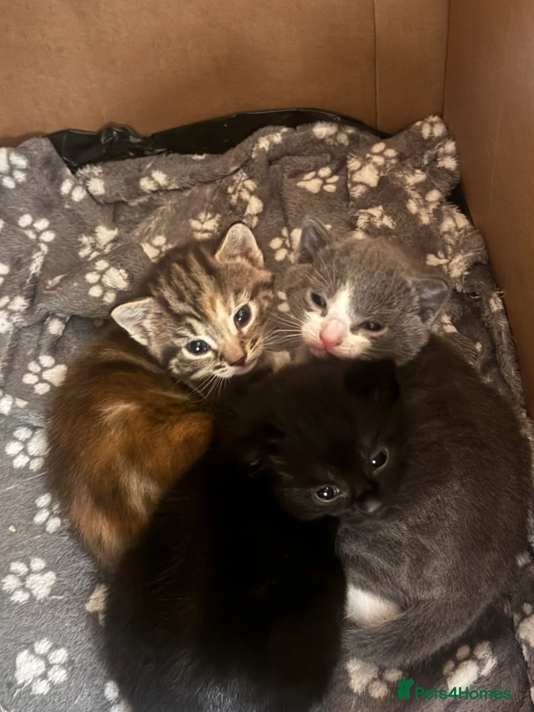 Mixed Breed cats for sale: 🐾 3 mixed breed beautiful kittens 🐾 in Cullompton - Advert 8