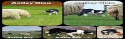 Border Collie dogs for stud: ISDS&KC Fully Tested Border Collie for Stud in Bicester - Advert 32