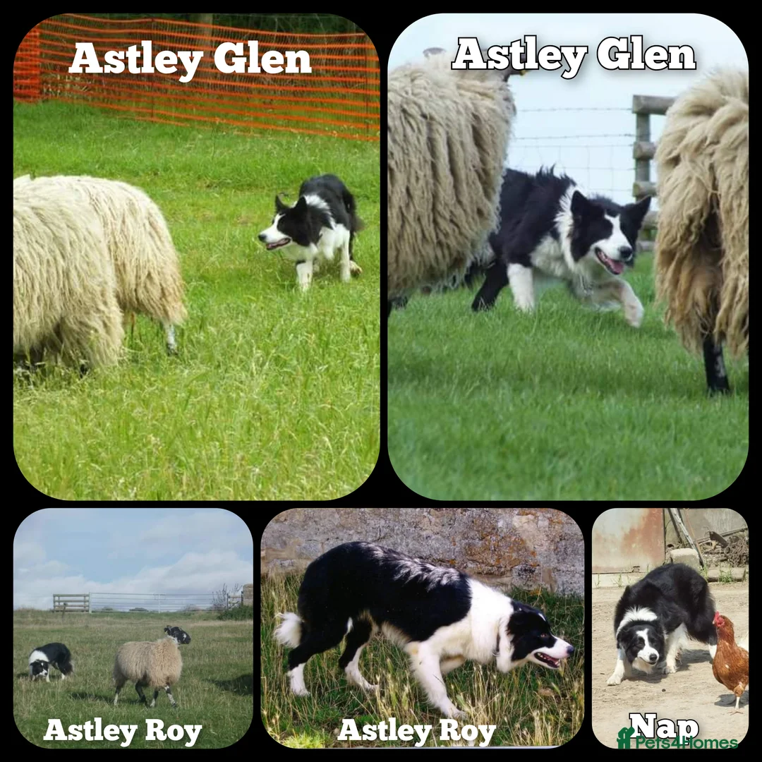 Border Collie dogs for stud: ISDS&KC Fully Tested Border Collie for Stud in Bicester - Advert 32