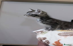Maine Coon cats for sale: Maine Coon - Image 35