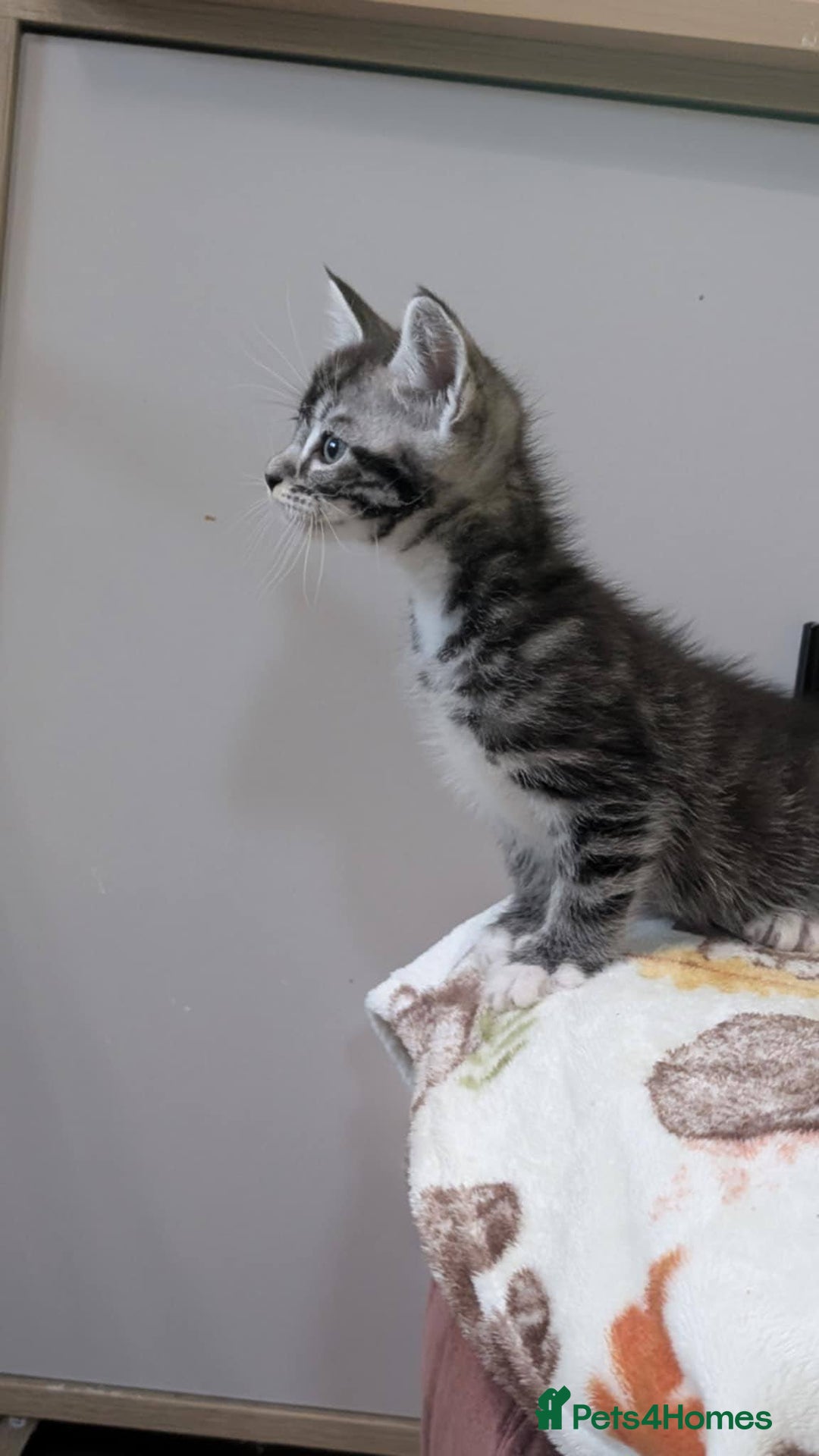 Maine Coon cats for sale: Maine Coon - Image 35