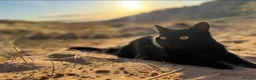Mixed Breed cats for sale: Calm & Peaceful Male Adult Cat Needs New Home - Advert 1