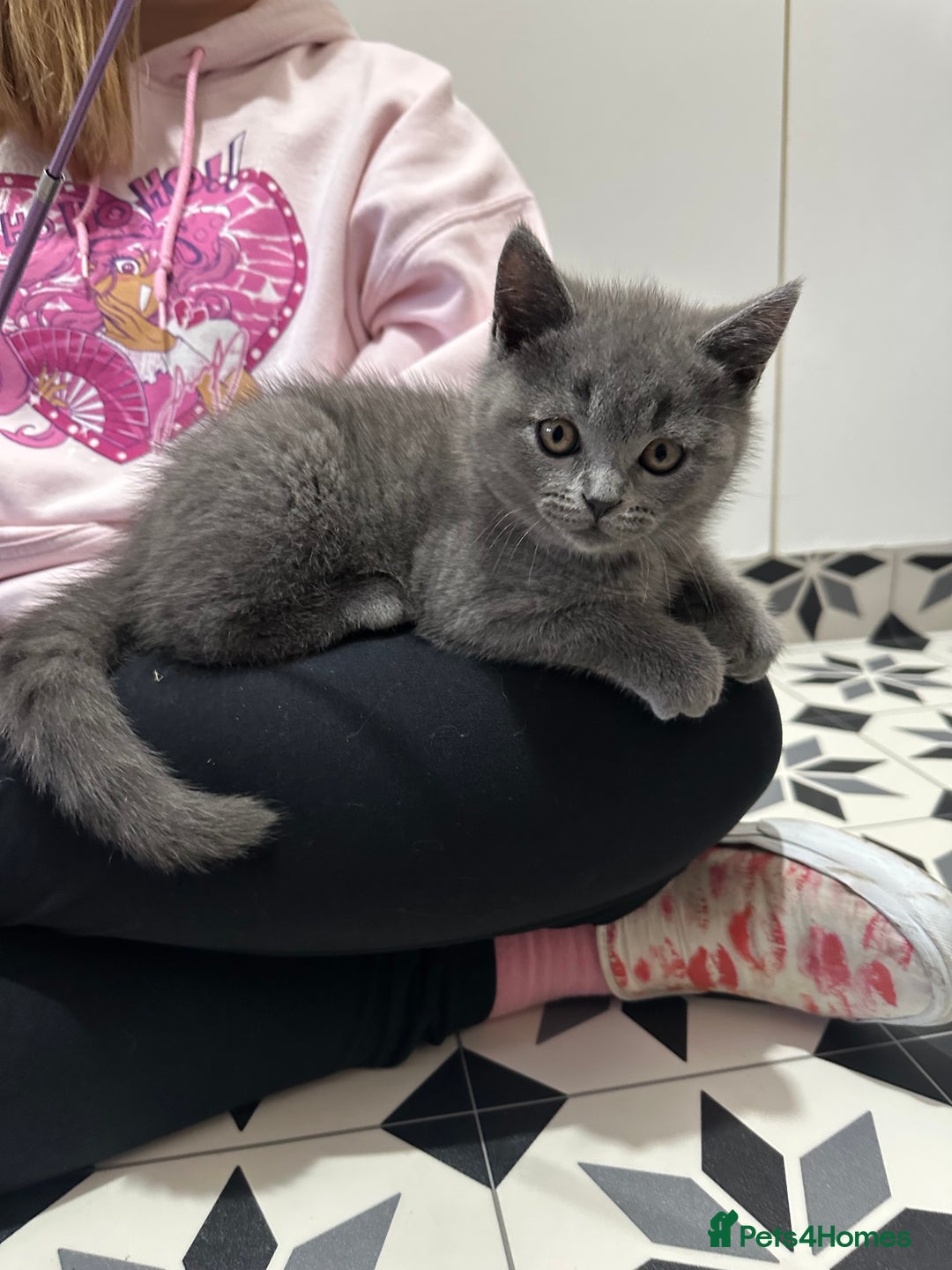 British Shorthair cats for sale: British short hair kittens - Advert 3