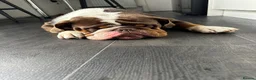 English Bulldog dogs for sale: English bulldog  - Advert 5