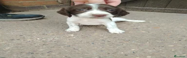 English Springer Spaniel 6