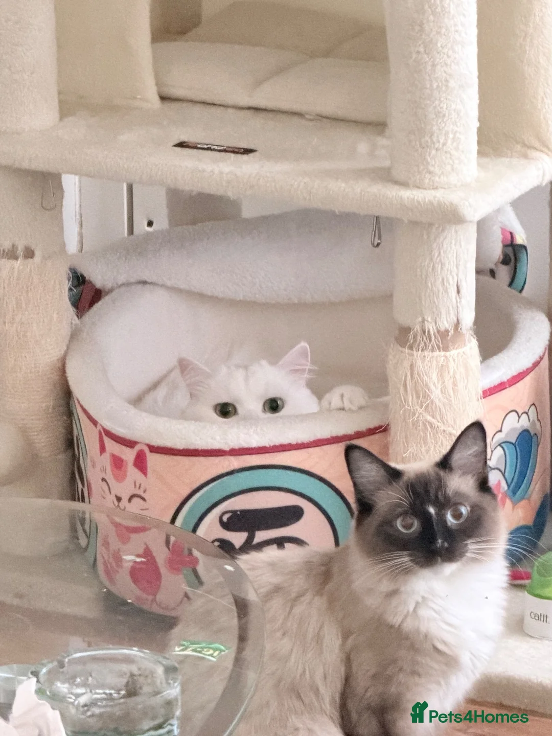 Mixed Breed cats for sale: Beautiful Bonded Pair of Cats(Must Go Together) - Advert 13