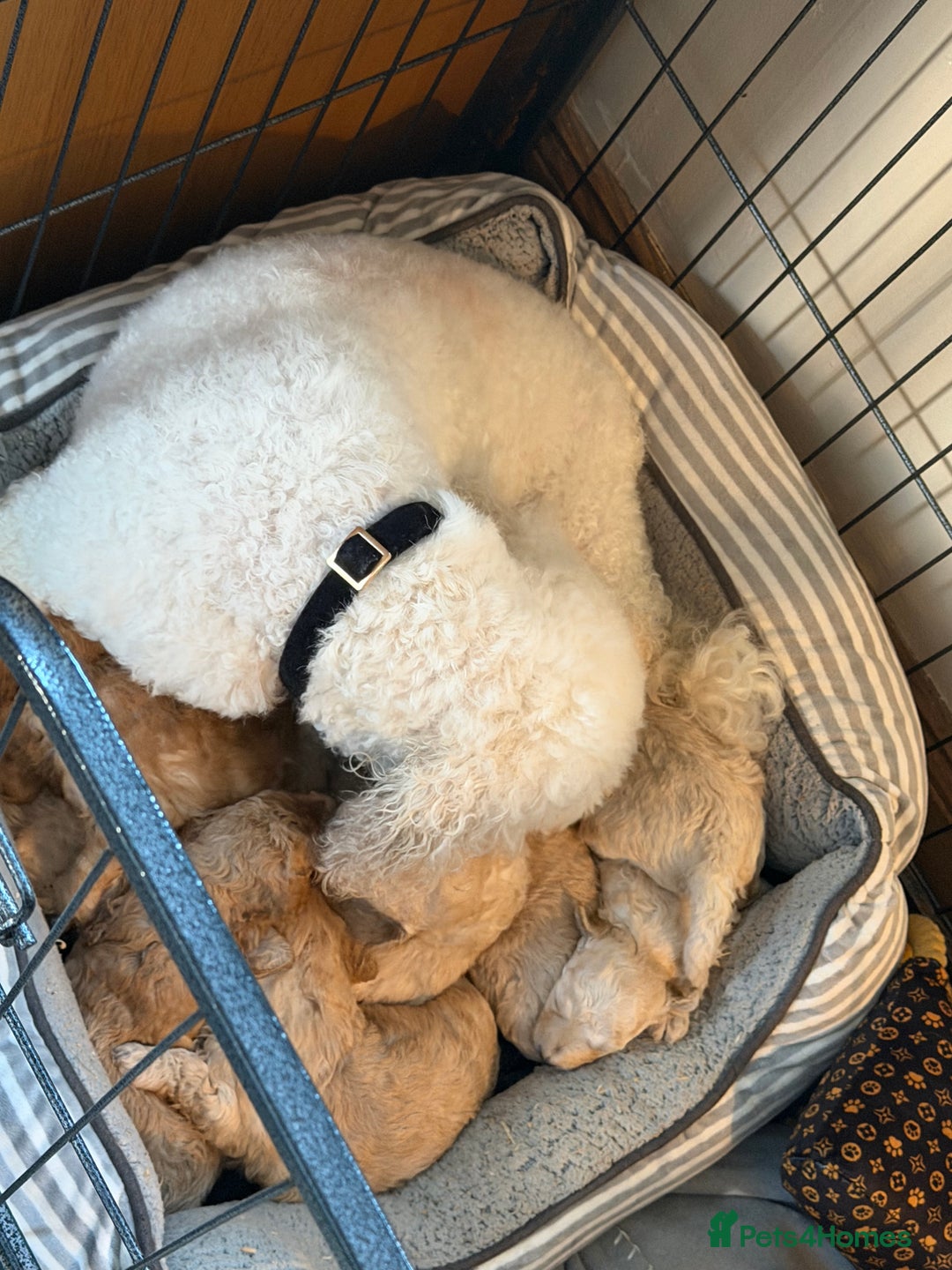 Poochon dogs for sale: 🌟 Adorable Poochon Puppies🌟 - Image 2