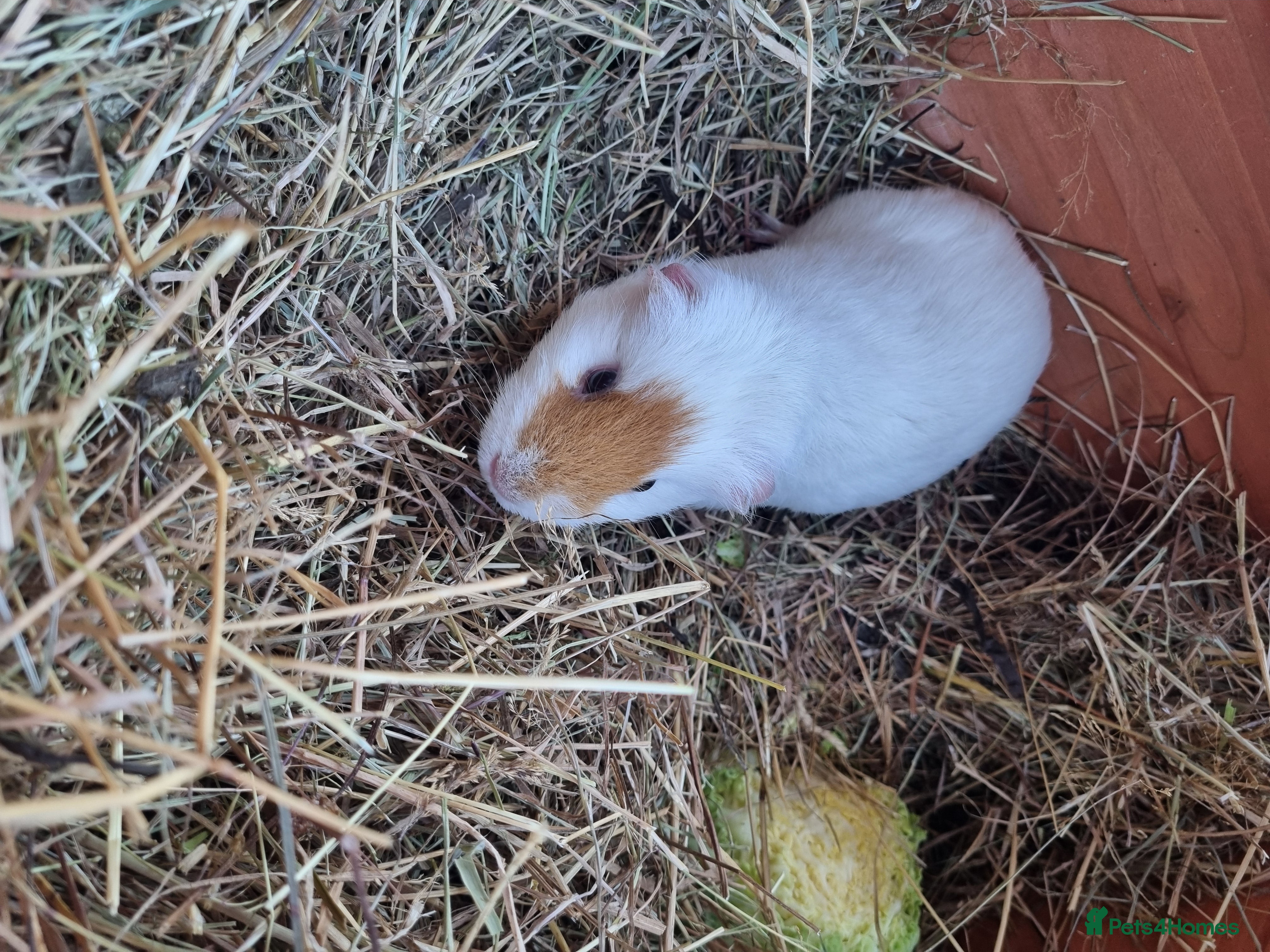 Guinea Pig rodents Female guinea pig - Advert 18