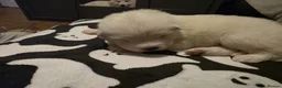 Samoyed dogs for sale: Samoyed puppies - Advert 4