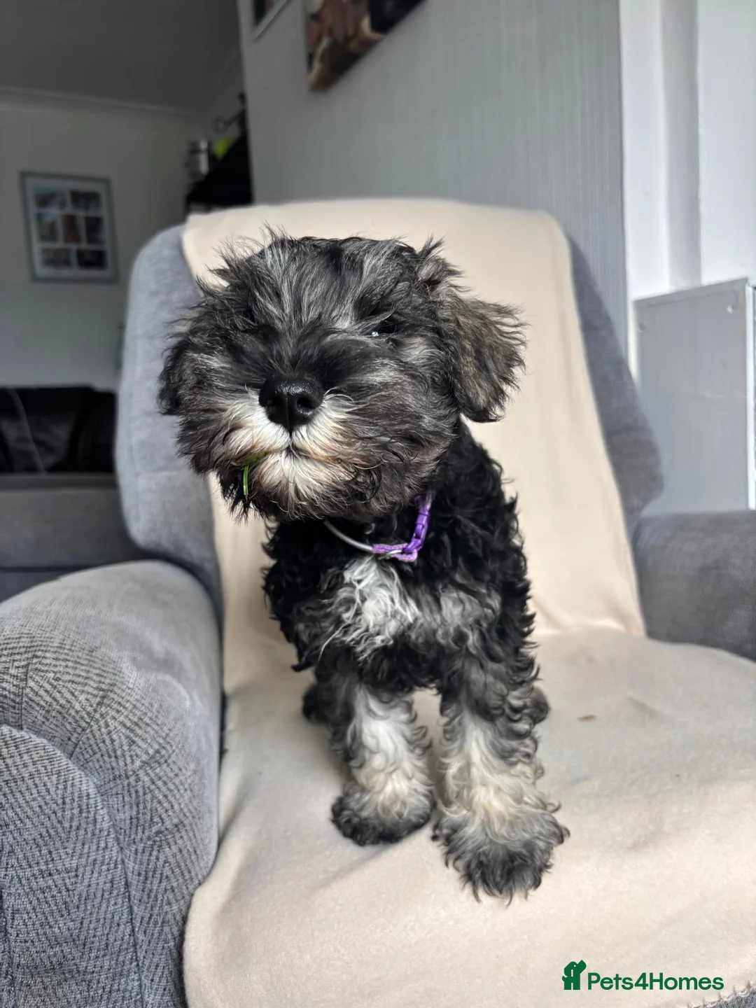 Miniature Schnauzer dogs for sale: Beautiful girl left  - Advert 1
