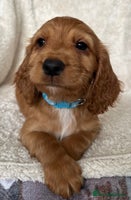 Cocker Spaniel dogs - Advert 13