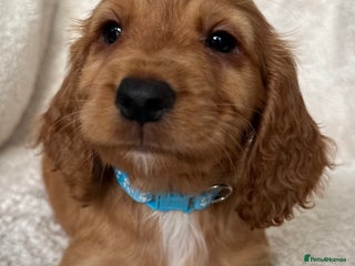 Cocker Spaniel dogs - Advert 1