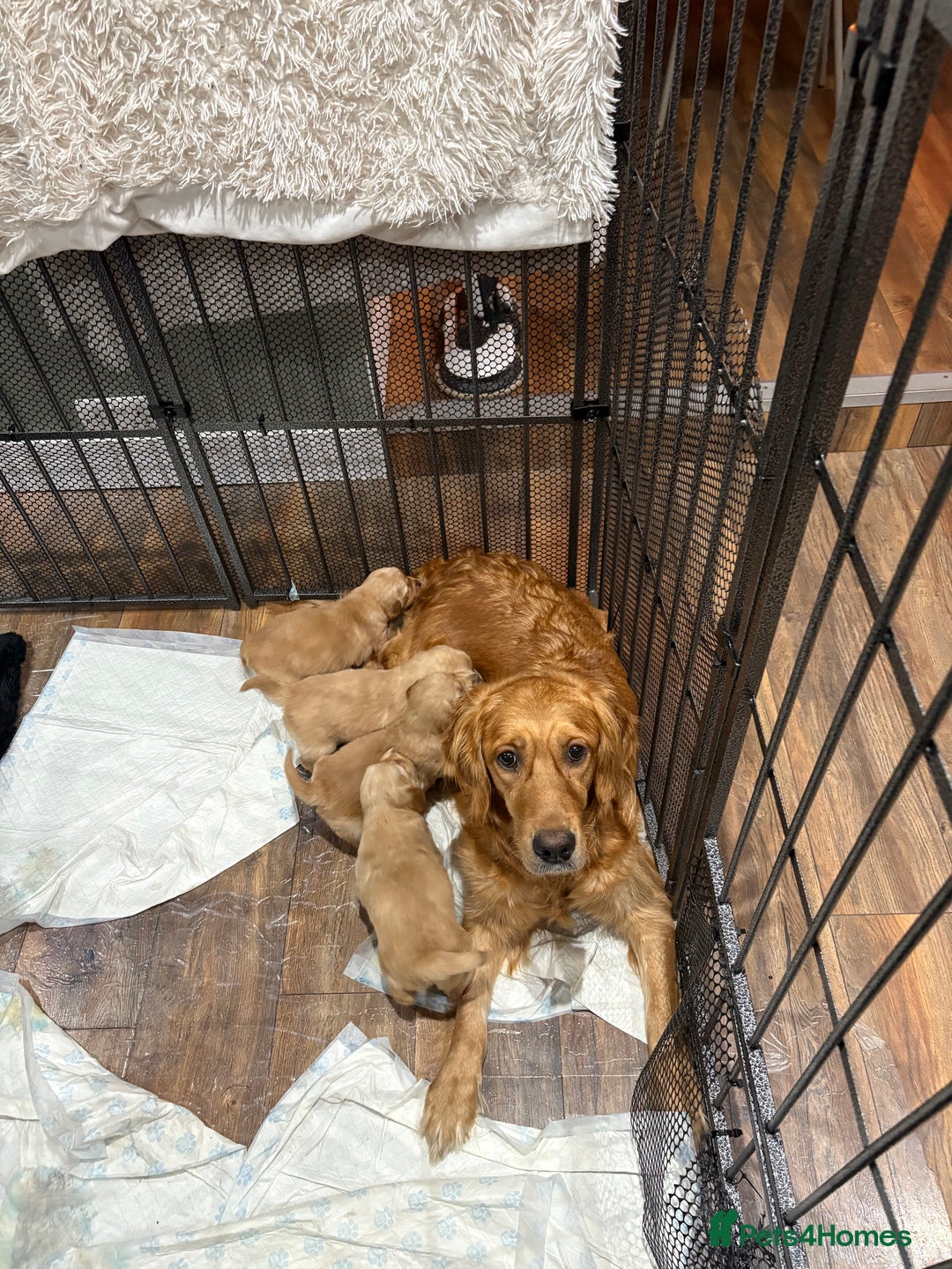 Golden Retriever dogs for sale:  KC registered stunning, golden retriever,puppies  - Advert 4
