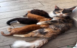 Maine Coon cats for sale: 4x beautiful Maine coon crosses.  - Image 1