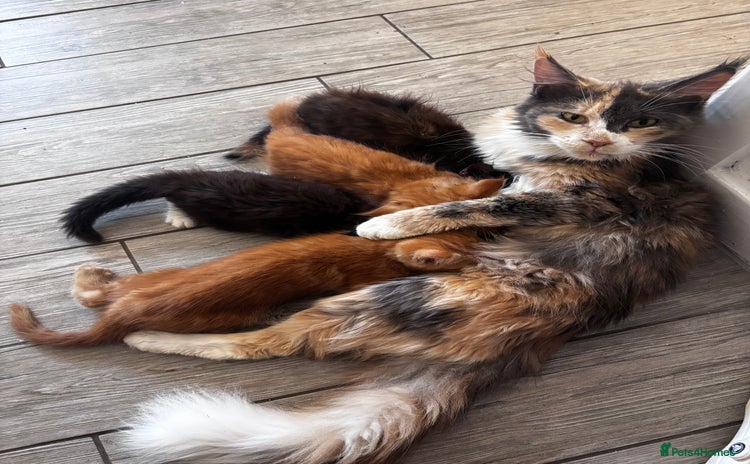 Maine Coon cats - Advert 2