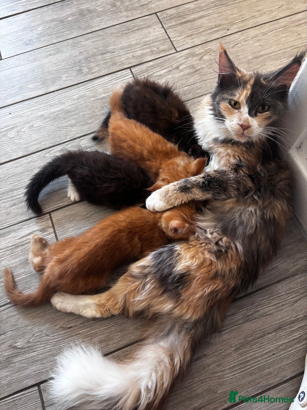 Maine Coon cats for sale: 4x beautiful Maine coon crosses.  - Image 1