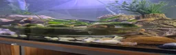 Plecos fish for sale: Plecos for sale - Advert 2