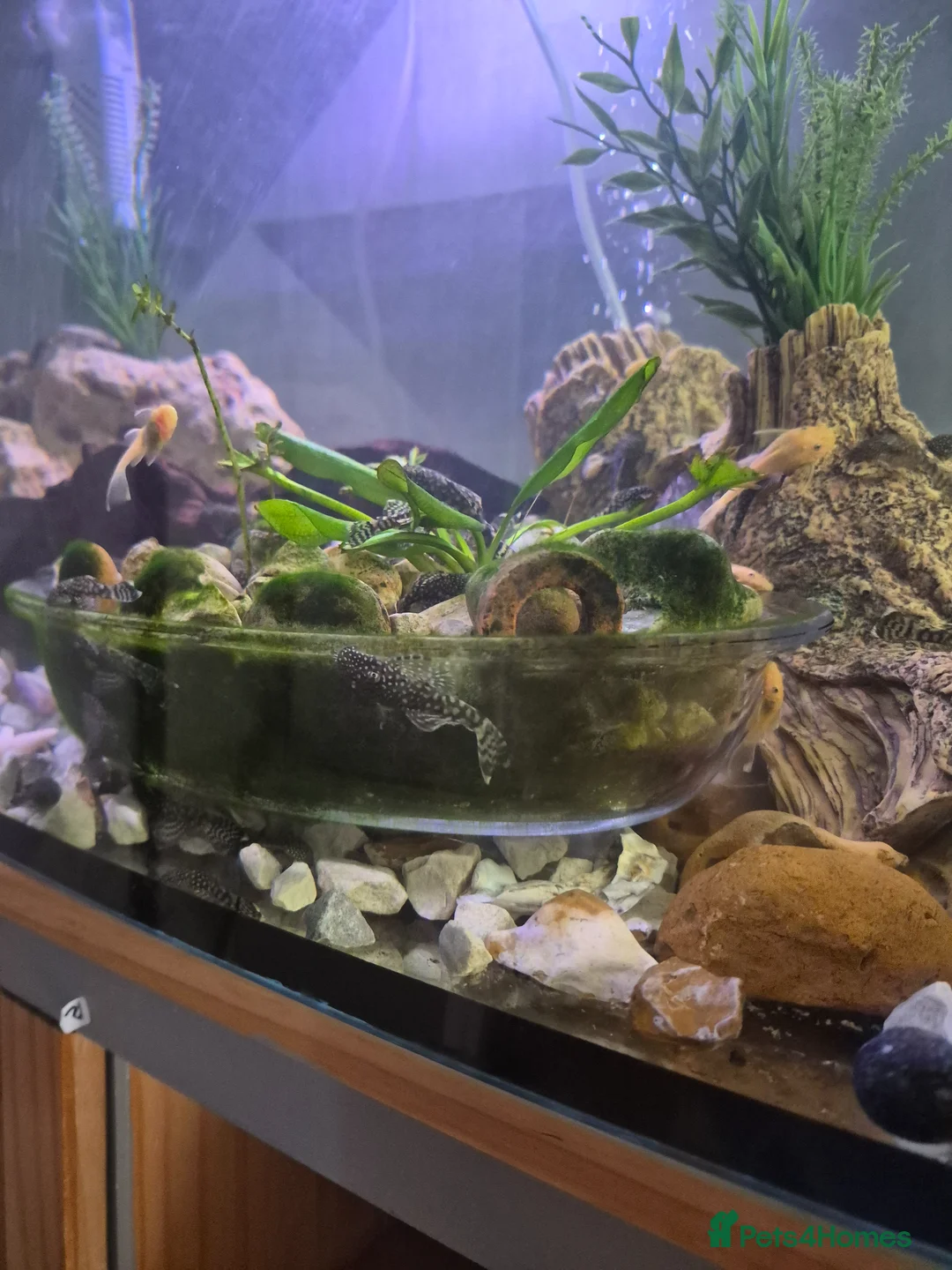 Plecos fish for sale: Plecos for sale - Advert 2