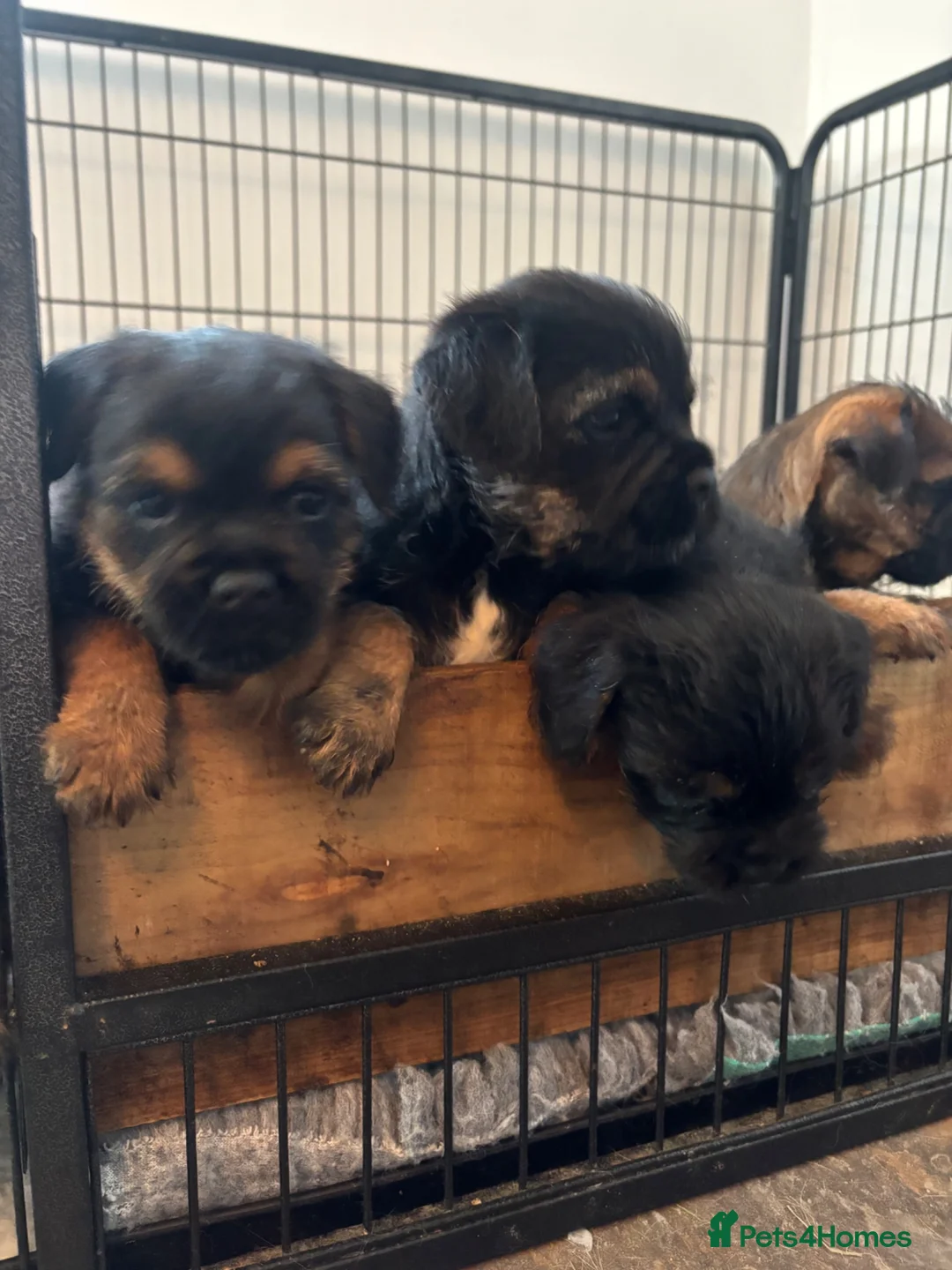 Border Terrier dogs for sale: Beautiful Border Terrier Puppies in Blackburn - Advert 6