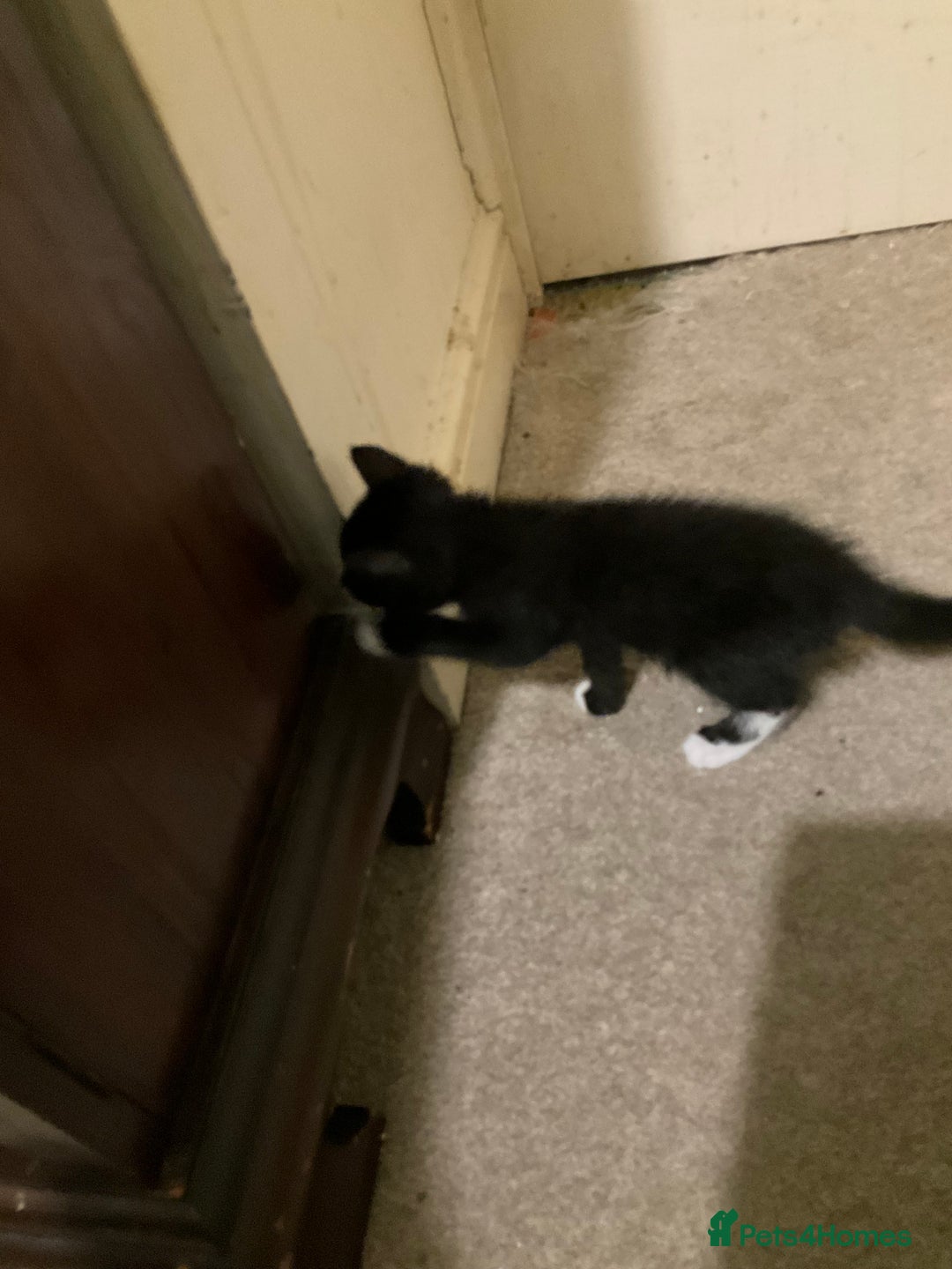 British Shorthair cats for sale: 3 kittens all female looking for a good home - Image 5